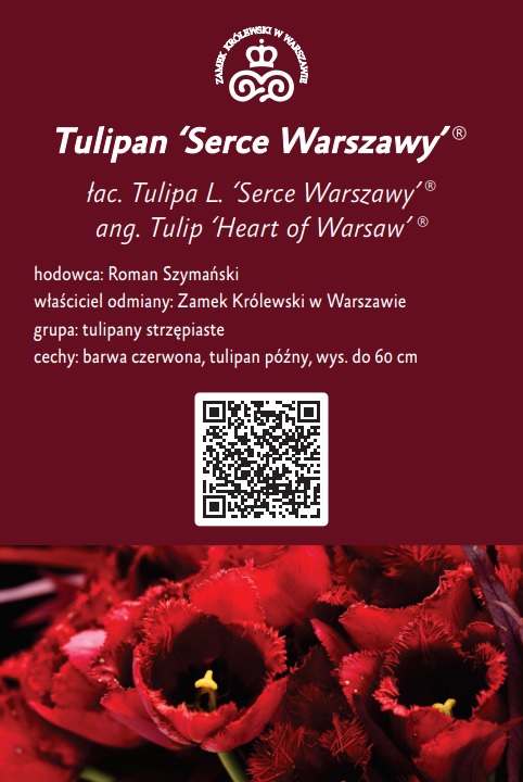 Serce-Warszaw