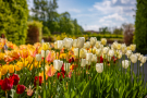 Zdjęcie tulipanów w ogrodach zamkowych