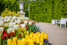 Zdjęcie tulipanów w ogrodach zamkowych