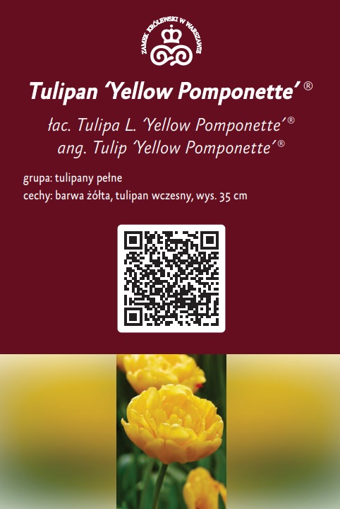 Yellow-Pomponett