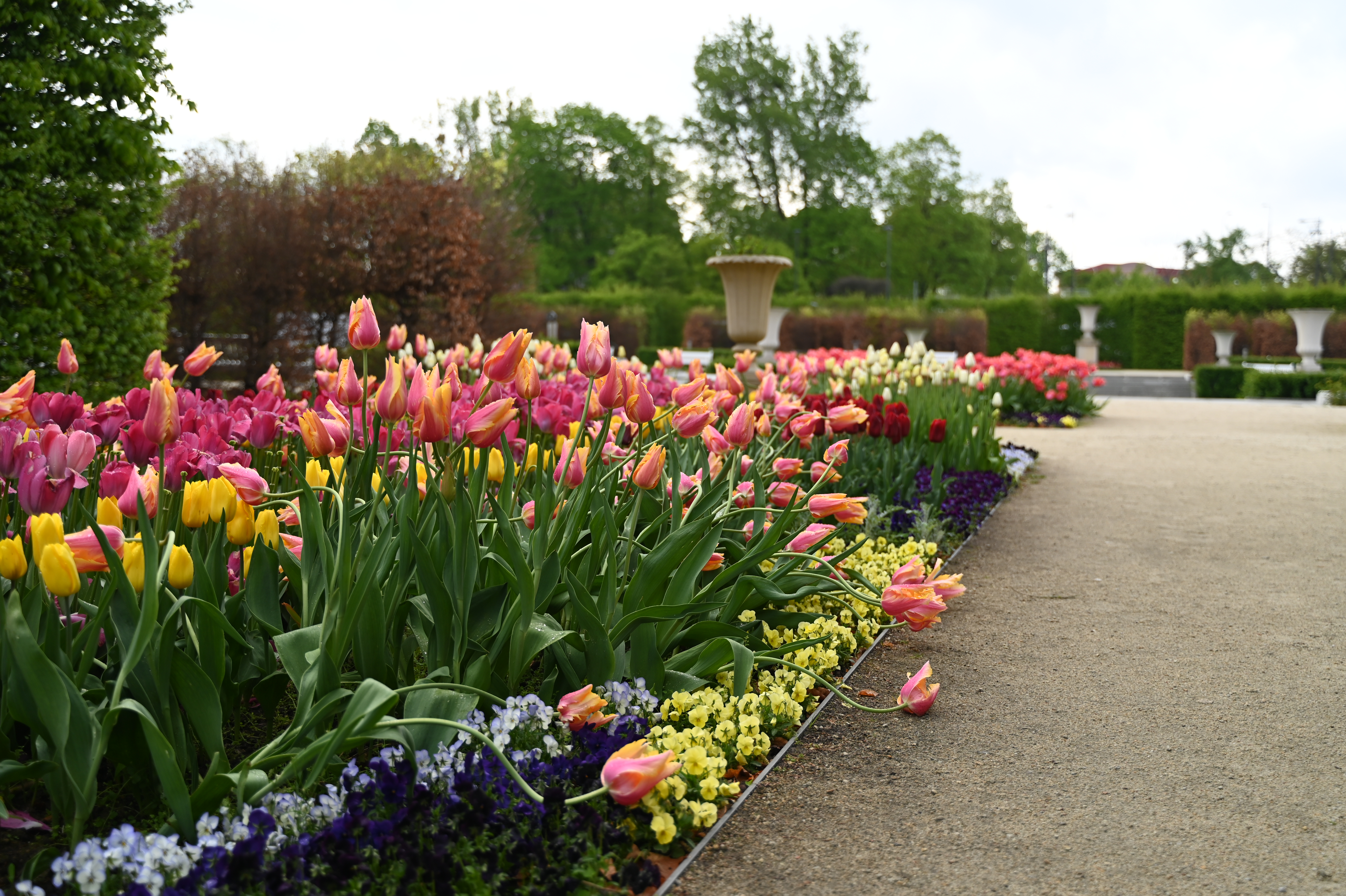 tulipany w Ogrodzie Dolnym