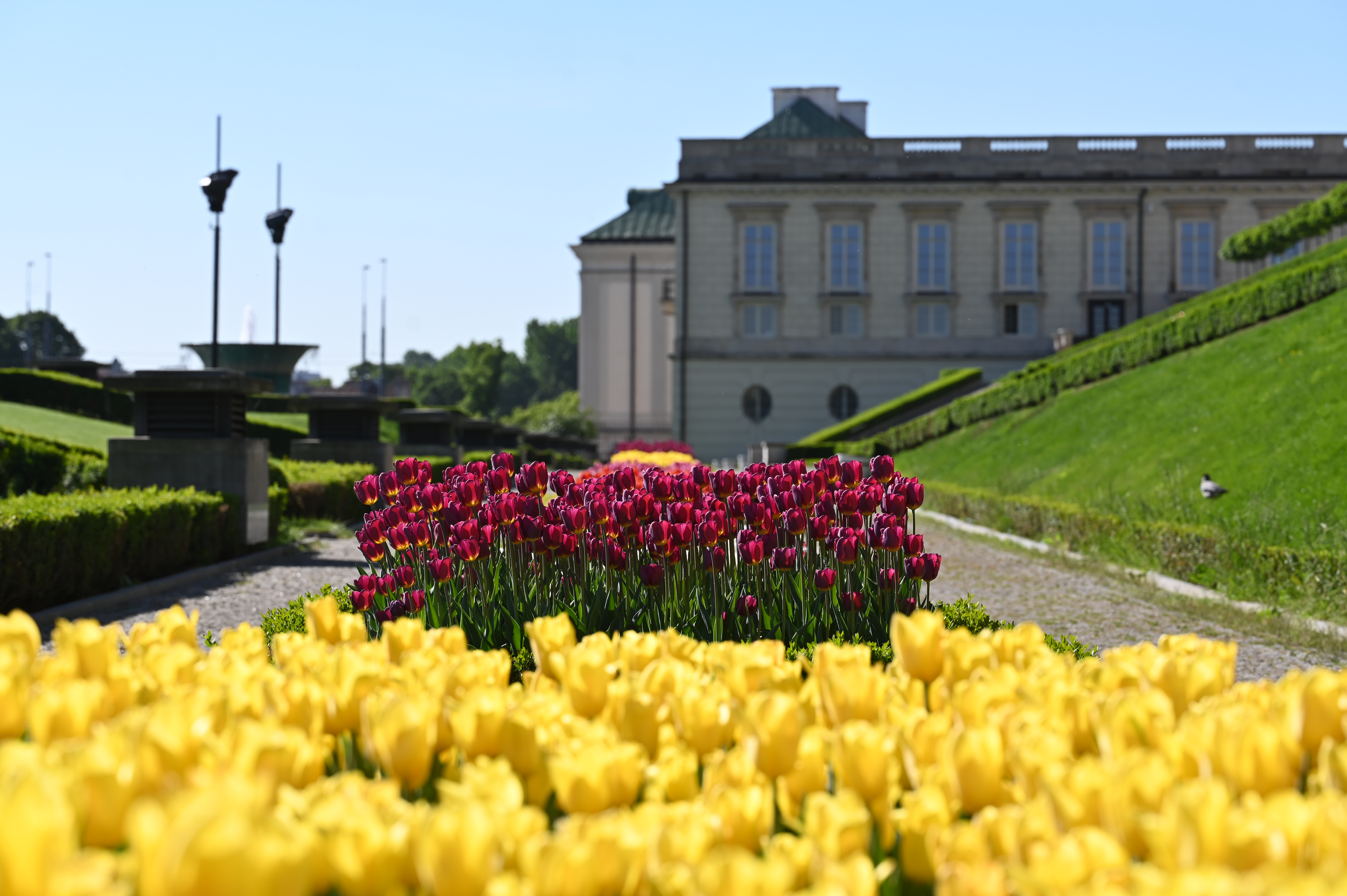 tulipany w Ogrodzie Górnym 