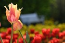Tulipany w Ogrodach Zamku kwiecień 2025 fot. A.Żukowska