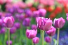 Tulipany w Ogrodach Zamku kwiecień 2025 fot. A.Żukowska